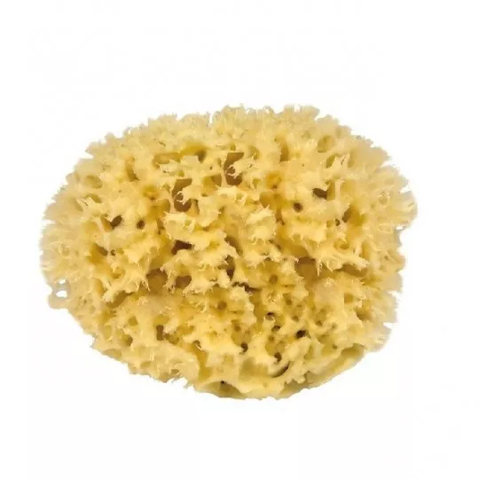Large Body Sea Sponge - 13cm - Medium